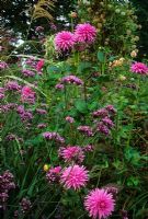 Verbena bonariensis and Dahlia