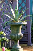A pewtered metal urn planted with Agave americana stands in front of a blue trellised arbour
