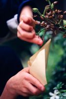 Seeds of Nicotiana sylvestris being collected into a brown paper envelope