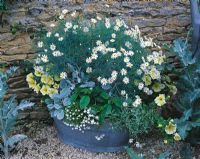 Old tin bath planted with Cerastium tomentosum, white Lobelia, lemon Petunias and Argyranthemum gracile 'Chelsea Girl' - Oxfordshire 