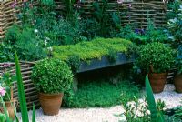 Mediaeval apothecary's garden with wicker screen, Thymus seat, Buxus balls in pots, Digitalis and crushed shell mulch - Chelsea 2001, Brightstone and District Horticultural Society