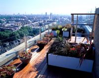African themed roof terrace with view over London - Mixed sempervirens, Phormium tenax, Phormium 'Platts Black', Agapanthas alba and Carex buchananii on hardwood iroko decking