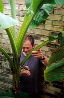 Cutting off tatty older leaves of Musa basjoo