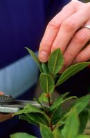 Taking a semi ripe tip cutting of Laurus nobilis - Bay
