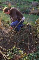 Training a shrub Rosa 'Buff Beauty' over a dome using hazel stems