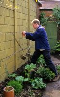 Training Prunus cerasus 'Morello' - Morello cherry as fan to wires on wall. Bricks used as weights to pull lowest stems down into position