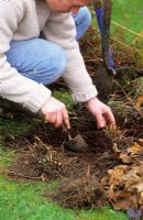 Re-planting newly divided portions of Aster in early Spring