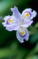 Iris japonica - Japanese Iris
