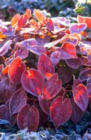 Epimedium x versicolor 'Sulphureum'