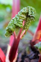 Rheum rhubarbarum 'Timperley Early' - New shoots of Rhubarb unfolding 