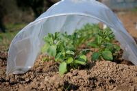 An early sowing of Broad beans protected under a polythene tunnel cloche