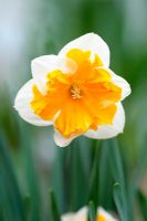 Narcissus 'Orangery'  - A split corona variety