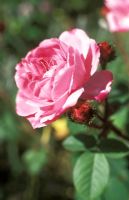 Rosa 'Jeanne de Montfort' - Moss rose