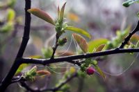 Emerging flowers of Chaenomeles cathayensis in Spring