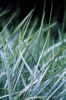 Elymus magellanicus