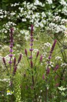 Salvia, Stipa tenuissima and Anthriscus sylvestris 'Ravenswing' - 'Laurent-Perrier' Garden at Chelsea 2007