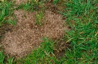 Re-seeding a bare patch of lawn with grass seed/loam mix, Spring 