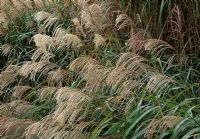 Miscanthus sinensis 'Poseidon'