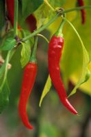 Chilli - Hot Pepper 'Cayenne'