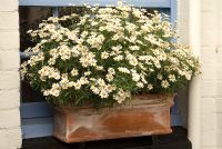 Argyranthemum frutescens - Marguerite Daisy