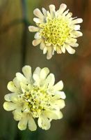 Scabiosa columbaria subsp. ochroleuca 