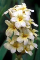 Sisyrinchium striatum 'Aunt May' - Satin Flower