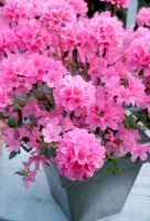 Azalea japonica 'Madame Van Hecke' in tin container