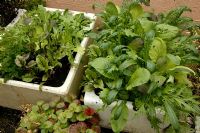Salad greens growing in old belfast sinks - Mizuna, Beets, Mustard greens, Parsley and Chinese leaves