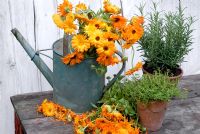 Painted galvanised watering can with Calendula Officinalis, pot of Thymus 'Bertram Anderson' and Rosmarinus Officianalis on wooden table