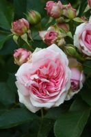 Rosa 'Cecile Brunner' - The Sweetheart rose