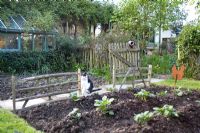 Cat beside small vegetable garden with potato plants in ridges - Five Oaks Nursery, West Burton