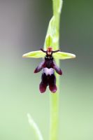 Ophrys insectifera - Fly Orchid