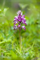 Orchis Militaris - Military Orchid in the grass at Homewood Nature Reserve