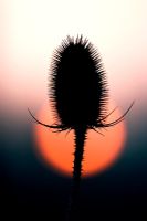Dipsacus fullonum - Teasel silhouetted against the early morning sunrise