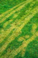 Results of frost damage in lawn from foot and wheelbarrow