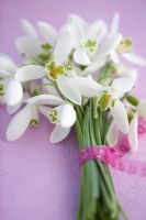 Small bunch of Snowdrops - Galanthus