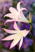Amaryllis belladonna - Belladonna Lily