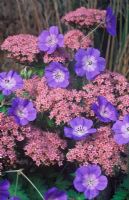 Geranium 'Rozanne' and Sedum telephium 'Matrona' - Live for Ever