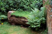 Chamaemelum nobile - chamomile seat made from the felled trunk of a Thuja, with wild ferns growing alongside - Little Court, Hampshire
