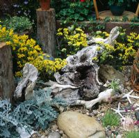 Arrangement of gnarled driftwood by Stephen White surrounded by maritime planting - B and Q courtyard garden, Chelsea 97