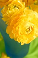 Ranunculus asiaticus in blue glass vase