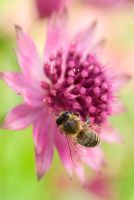 Astrantia major 'Roma' flower with Bee