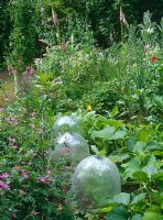 Plastic cloches in flowerborder