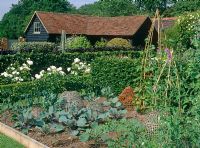 Vegetable plot in small country garden with Kentish barn, round bamboo cloches cabbage 'Red Jewel', climbing beans on bamboo tripods, Broad beans, step over apples and Rosa 'Princess of Wales' behind