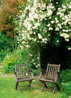 Rosa 'Felicite Perpetue' billowing over pergola and wooden chairs