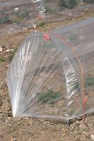 Poly tunnel covering strawberry plants