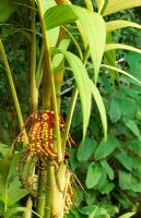 Pinanga coronata - Kuhl's Palm or Ivory Cane Palm 