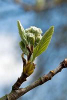 Sorbus aria 'Magnifica', - Whitebeam, new leaves and buds in April