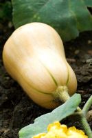Butternut Squash in vegetable bed