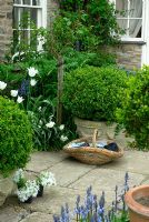 Corner of york stone terrrace with containers of topiary box, Tulipa 'White Truimphator', Narcissus, and Polygonatum biflorum with basket of gardening sundries and plant ready to plant. 
